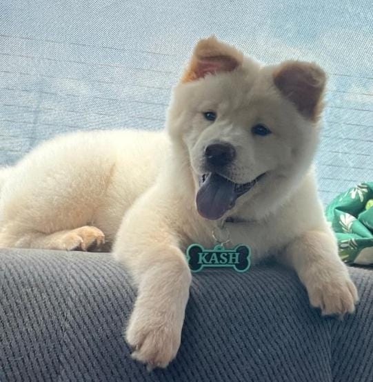 Kash
